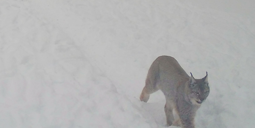 «Дикий кадр»: В фотоловушку Лапландского заповедника попала рысь