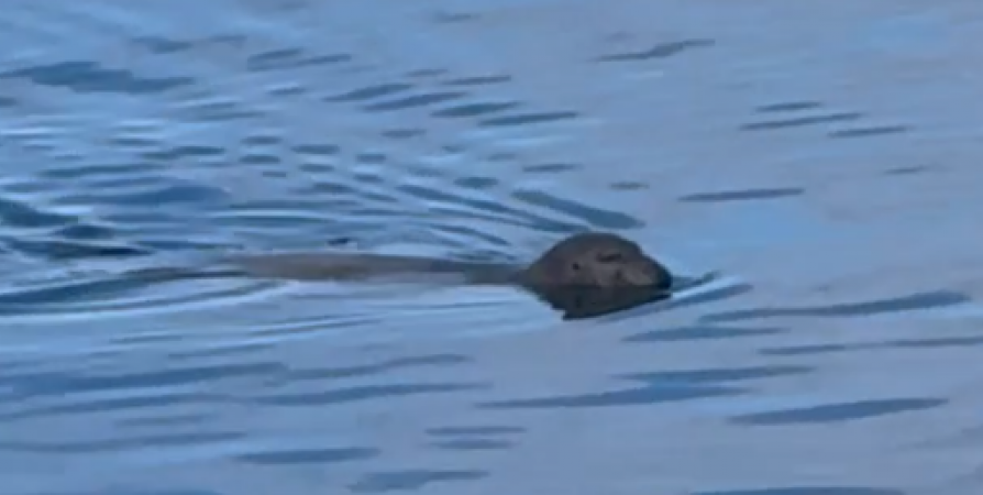 Соцсети: Жители Колы заметили плавающих в воде морских котиков