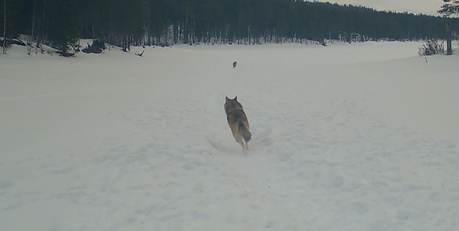 «Дикий кадр»: В Лапландском заповеднике в фотоловушку попала стая волков