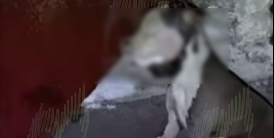 В Североморске в бункере нашли труп убитой собаки. Полиция проводит проверку