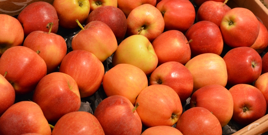 Яблоки в Мурманской области подорожали до 130 рублей