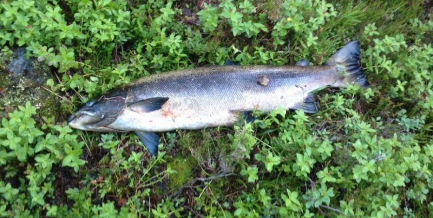 Объем дикого лосося в реках Норвегии с 80-х годов сократился вдвое