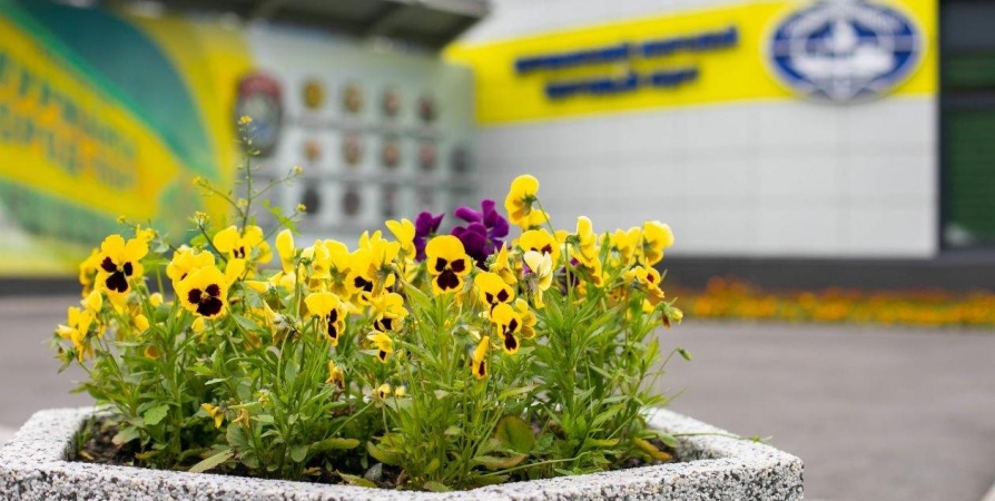 В этом году в торговом порту Мурманска высадили 6 тысяч цветов