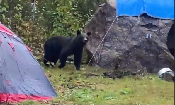 Мурманск нападение. Лагерь медведь. Медведи в Мурманской области. Встреча с медведем в лесу.