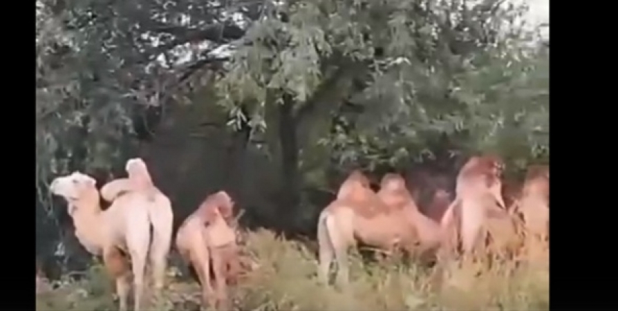 Набравшее популярность видео с верблюдами в Кандалакше оказалось фейком