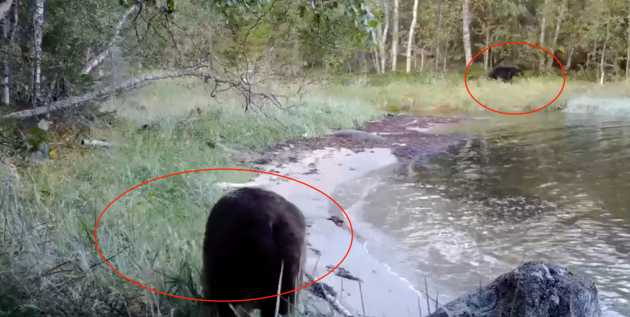 «Дикий кадр»: Кандалакшский заповедник показал медведей на летней прогулке