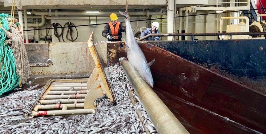 Рыбаки Мурманска попали в топ самых высоких зарплат России