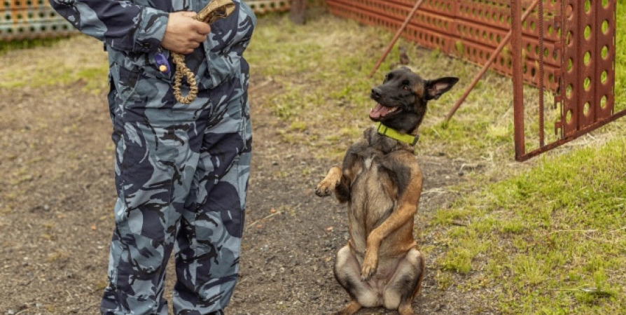 В Заполярье для служебных собак ФСИН закупают 6 тонн сухого корма