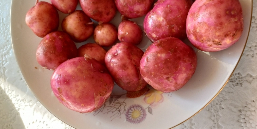 Средняя цена картофеля в Заполярье упала до 35 рублей за килограмм