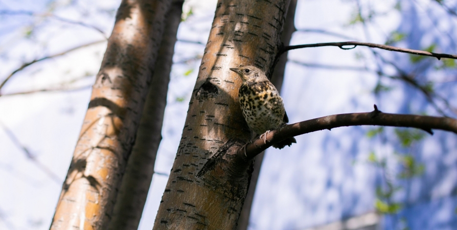 Орнитологи: На севере птицы падают у деревьев не из-за «пьяных» ягод