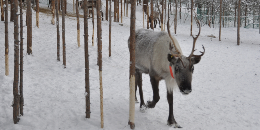 В Мурманской области около 3 тысяч диких северных оленей