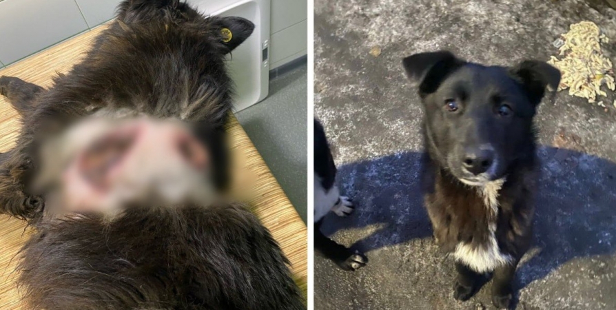 Зоозащитники просят наказать виновного в расстреле собаки в Мурманске
