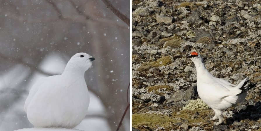 «Валенки и снегоступы»: Орнитологи Заполярья рассказали о том, как птицы приспосабливаются к зиме