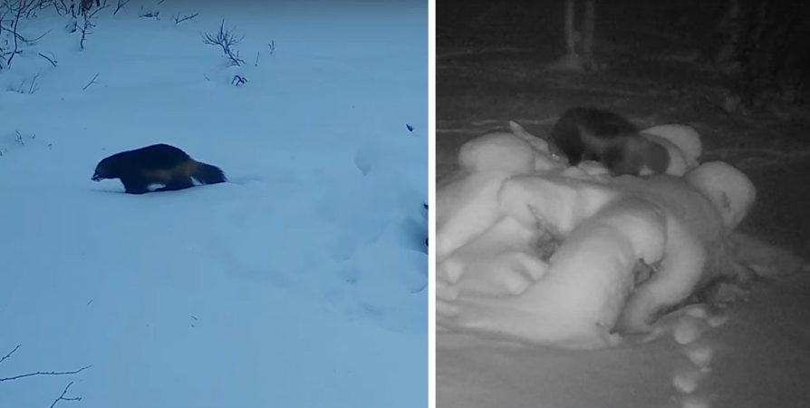 «Дикий кадр»: В Лапландском заповеднике в фотоловушку попали росомахи