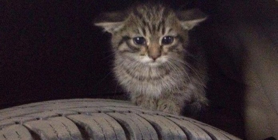 Минтранс попросил водителей Мурманской области искать котиков под машинами