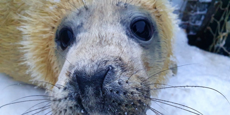 У тюленей из Мурманского морского биоинститута родился детеныш