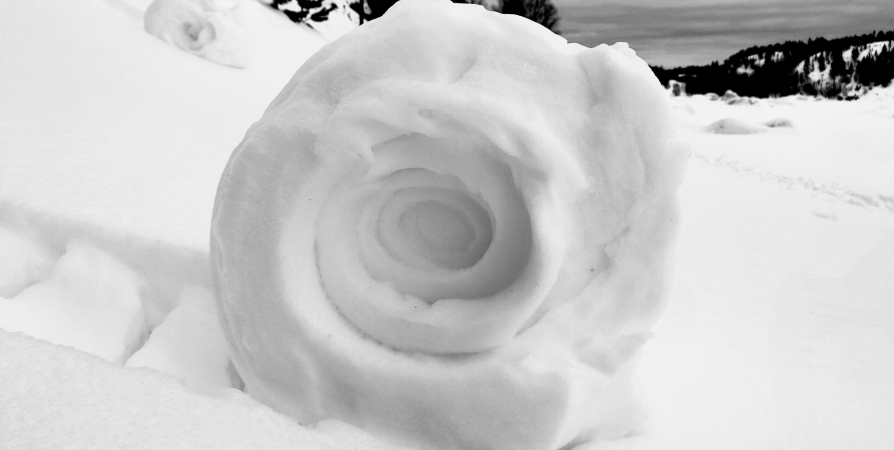 Северянка сфотографировала «снежные» розы в устье Умбы