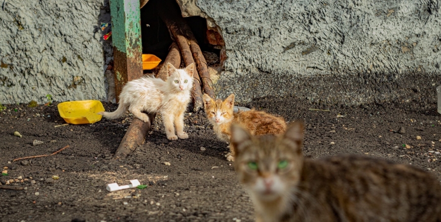 В Мурманске собирают корм и предметы ухода для бездомных кошек