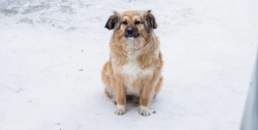 «Концлагерь для собак»: Северяне обеспокоены условиями содержания животных в одном из приютов