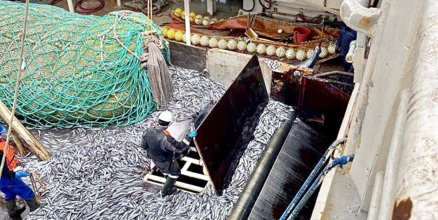 В Северном бассейне на 13% вырос вылов рыбы