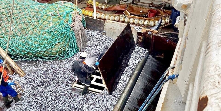 Рыбаки могут не успеть выбрать квоты на мойву в Баренцевом море