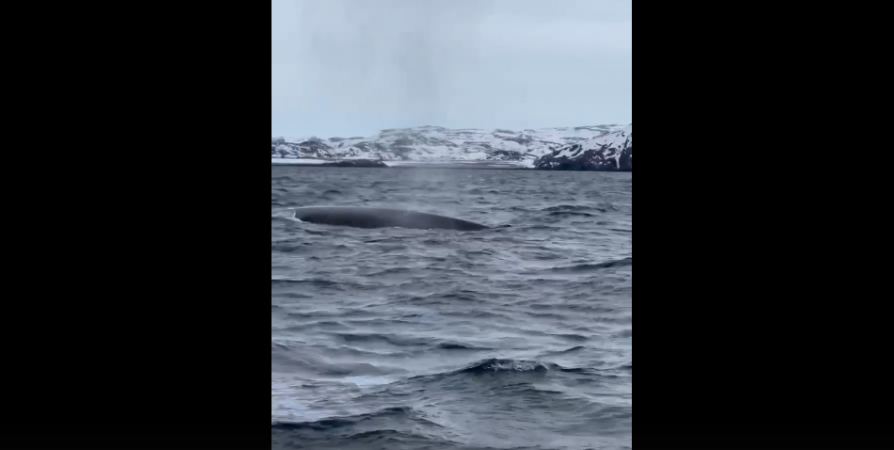 Громадного родственника синего кита заметили в Териберке