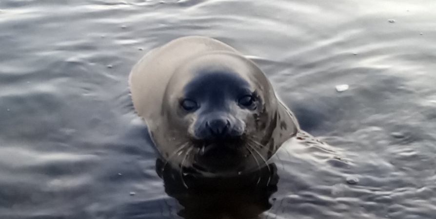 «Не кормите гренландского тюленя!» - сотрудники Кандалакшского заповедника бьют тревогу