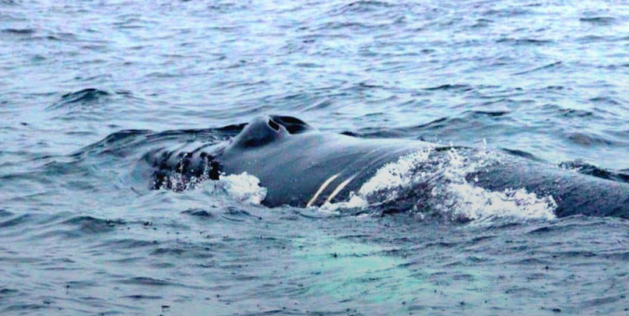 На помощь краснокнижному киту, попавшему в сети в Териберке, направились спасатели с Сахалина
